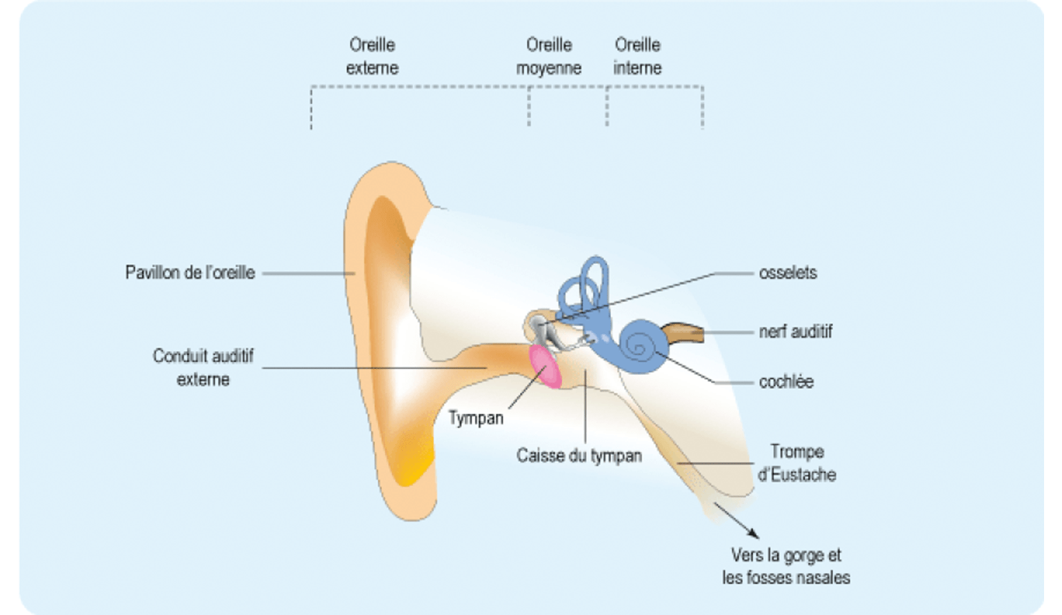 anatomie de l'oreille - onecoute